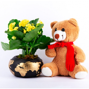 Kalanchoe Plant & Teddy