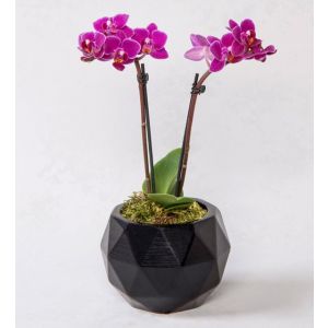 Orchid in geometric pot - plant delivery Istanbul