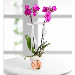Orchid-plant-delivery-istanbul-and-all-turkey