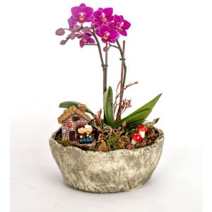 Orchid Home