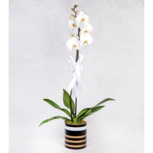 White orchid plant